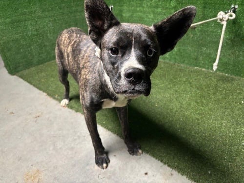 CHUCHIS - Boxer / Husky available for adoption