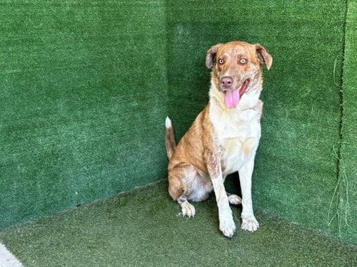 BRENDAN - Catahoula Leopard Dog available for adoption