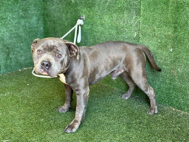 BABY ROCK - Pit Bull Terrier available for adoption