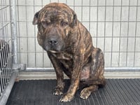 BUBBA - Photo 1