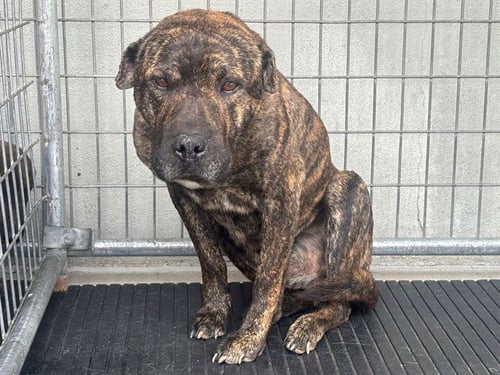BUBBA - Pit Bull Terrier available for adoption
