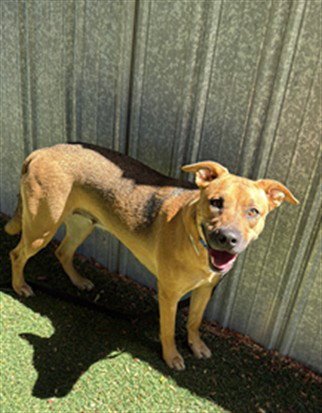 BEAN - German Shepherd Dog / Pit Bull Terrier available for adoption