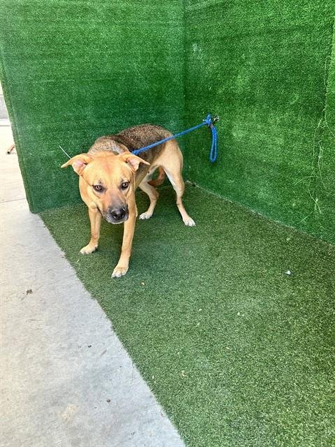 BEAN - German Shepherd Dog / Pit Bull Terrier available for adoption