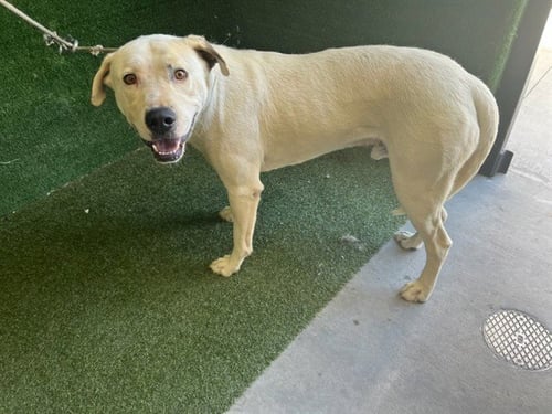 JUNIOR - Labrador Retriever available for adoption
