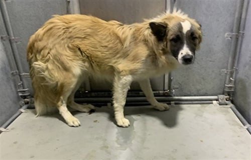 PRINCE - Saint Bernard available for adoption
