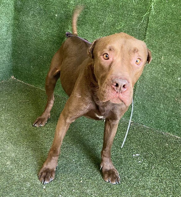 JAX - Pit Bull Terrier available for adoption