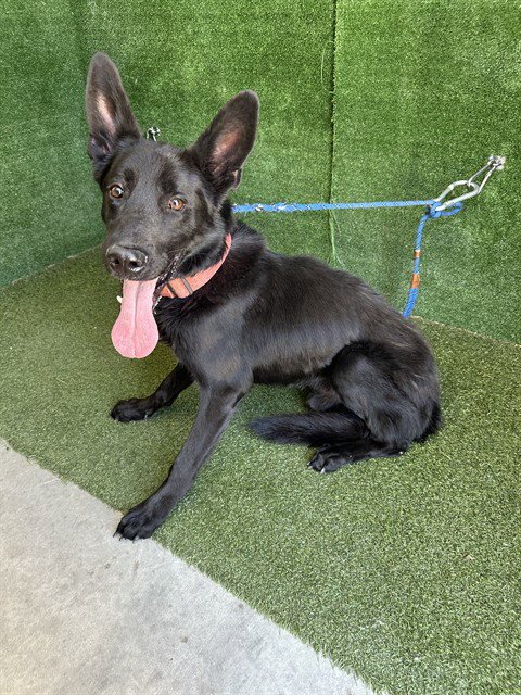 DAVID - German Shepherd Dog available for adoption