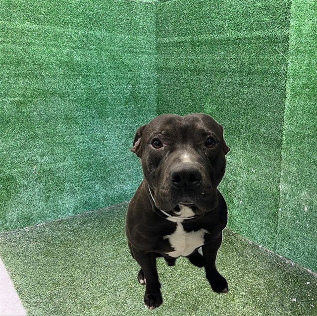 LUKE - Pit Bull Terrier available for adoption