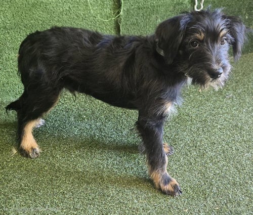 BENITO - Shih Tzu available for adoption