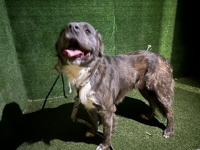 NASSY - Pit Bull Terrier / German Shepherd Dog available for adoption