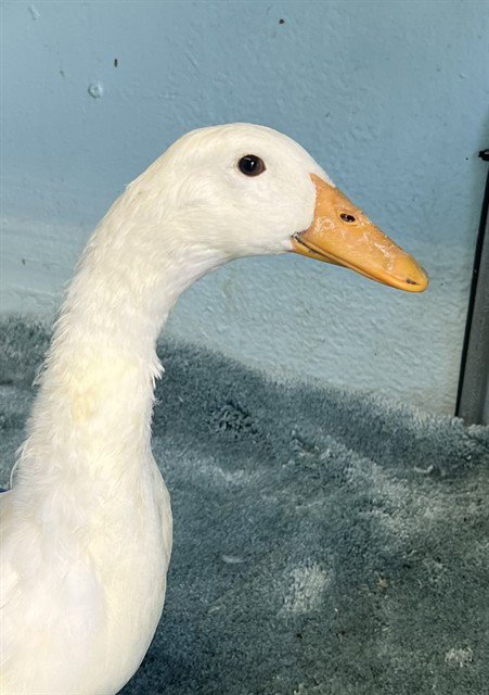 A5804946 - Duck available for adoption