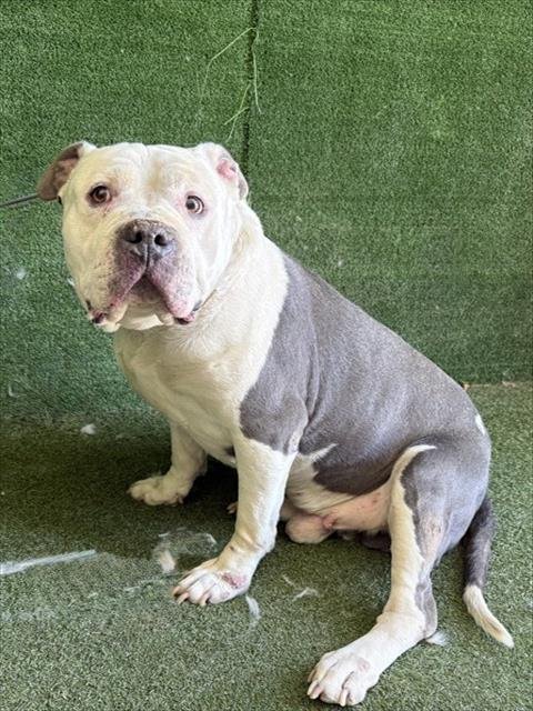 POPEYE - Pit Bull Terrier available for adoption