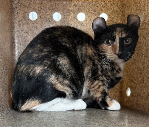 A5805119 - Domestic Short Hair available for adoption
