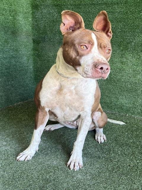 REMI - Pit Bull Terrier available for adoption