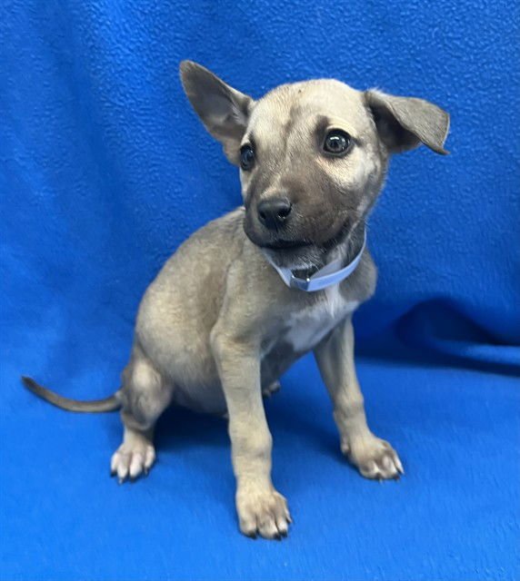 JARRETT - Labrador Retriever available for adoption