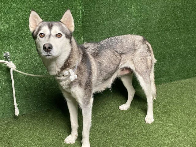 LILLY - Siberian Husky available for adoption