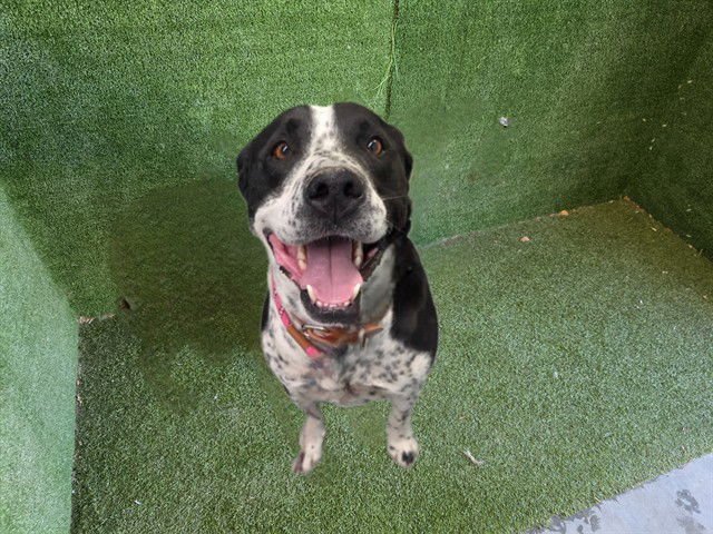 ANSEN - Labrador Retriever available for adoption