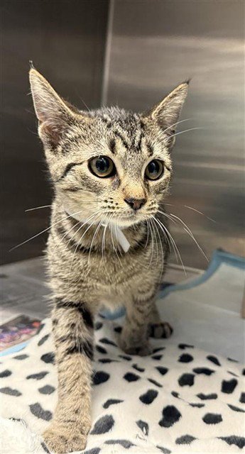 MOCHI Image