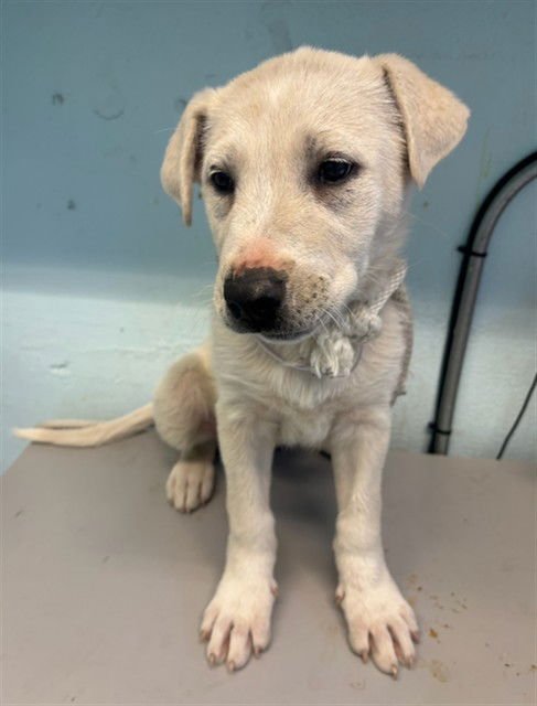 WINTER - Husky / German Shepherd Dog available for adoption