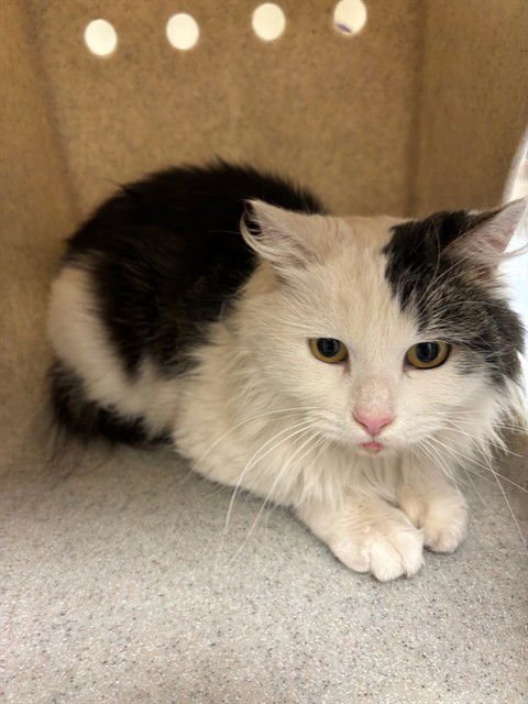 MATILDA - Domestic Long Hair available for adoption