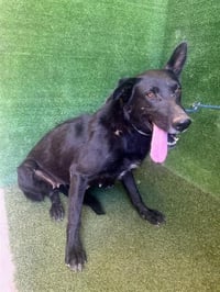BLACKIE - Photo 1