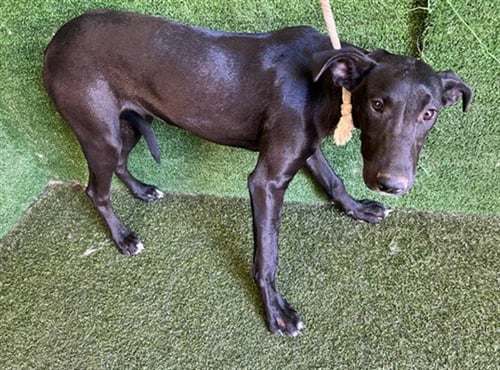 RABBIT - Great Dane available for adoption