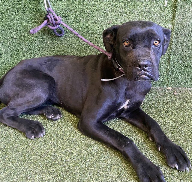 NADINE - Mastiff available for adoption