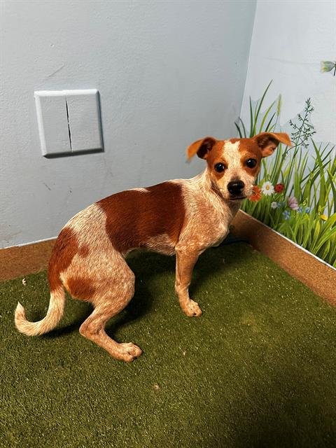 RUBY - Chihuahua available for adoption