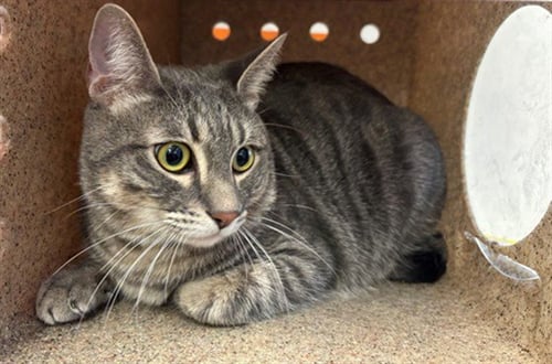MILO - Domestic Short Hair available for adoption