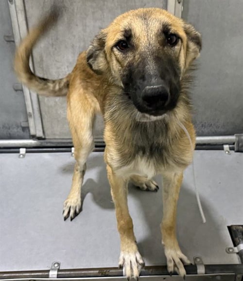 WENDY - German Shepherd Dog available for adoption