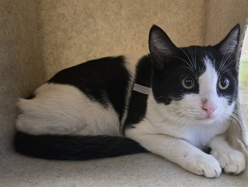 JIMMY THUNDER - Domestic Short Hair available for adoption