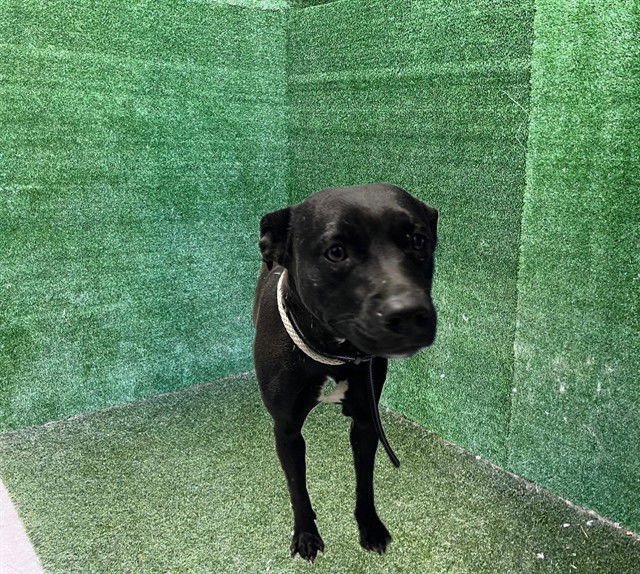 PUPPIE - Pit Bull Terrier available for adoption