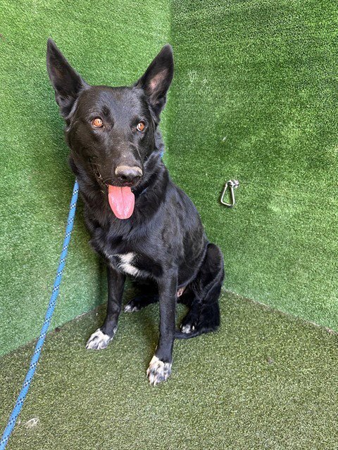 PEPPER - German Shepherd Dog available for adoption