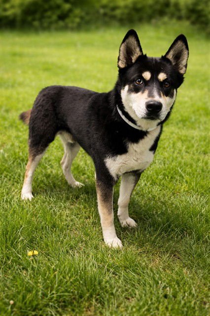 A5755037 - Husky available for adoption