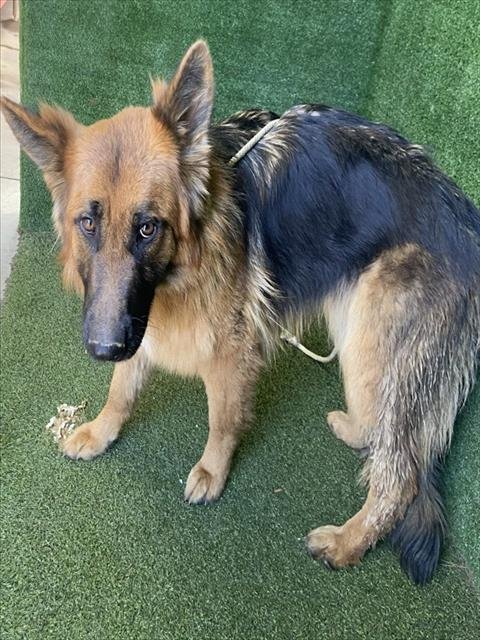 A5754652 - German Shepherd Dog available for adoption