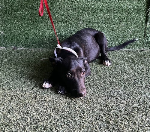 CINCINNATI - German Shepherd Dog available for adoption