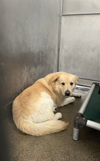 MILO - Golden Retriever available for adoption