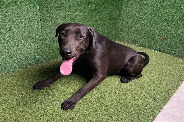 A5754538 - Labrador Retriever available for adoption