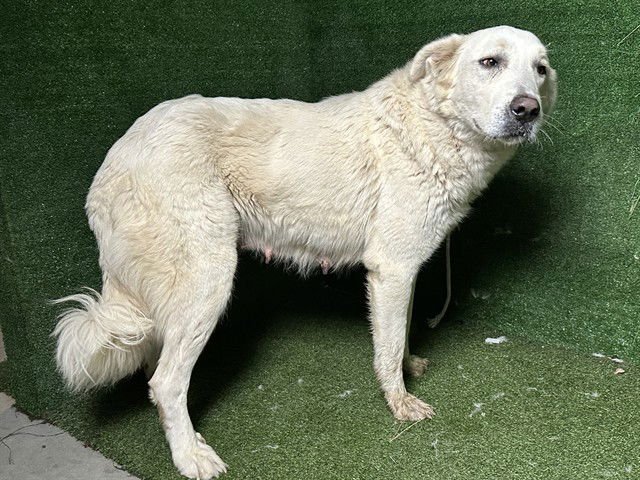 SUNNY - Great Pyrenees available for adoption