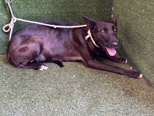 JESSIE - Belgian Shepherd Malinois available for adoption
