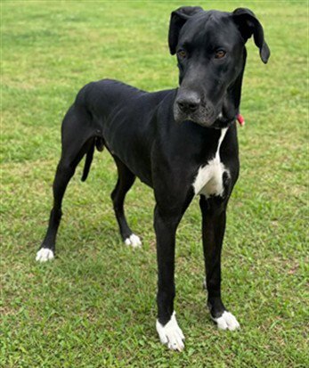 BIG STAN - Great Dane available for adoption