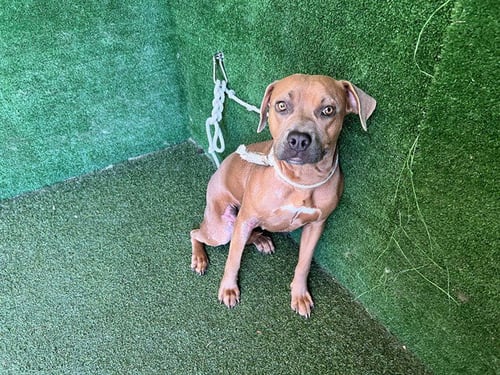 LOTTIE - Pit Bull Terrier available for adoption