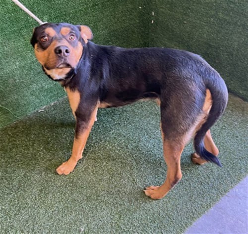 CHOCOLATE - Pit Bull Terrier available for adoption