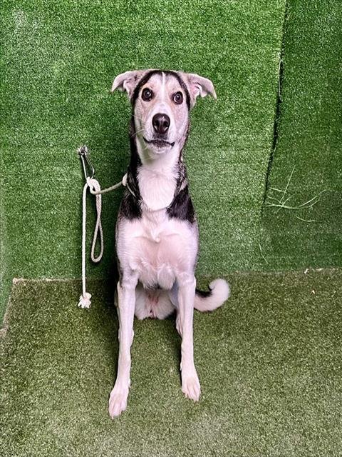 ANNALEE - German Shepherd Dog available for adoption