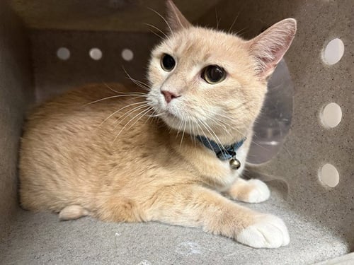 RED 2 - Domestic Long Hair available for adoption