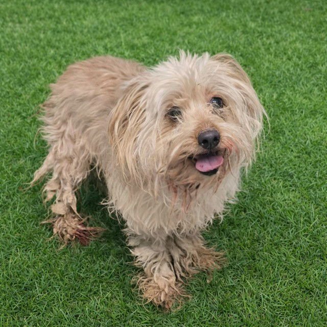 JULIE - Maltese available for adoption