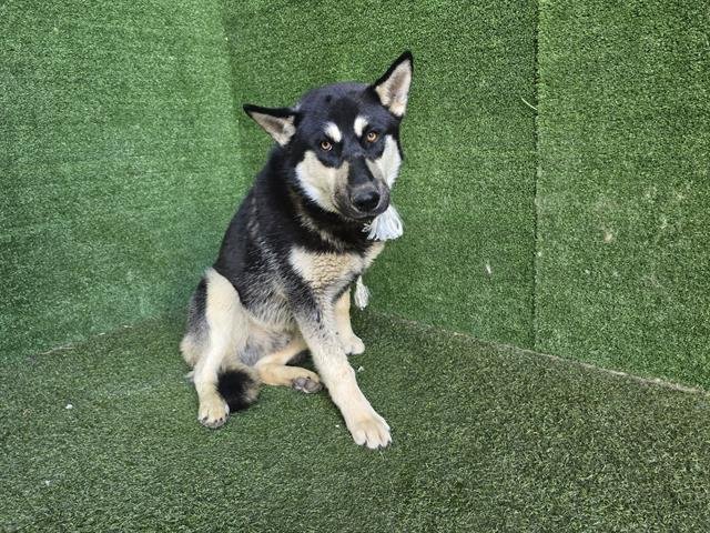 FLUFFY - Siberian Husky available for adoption