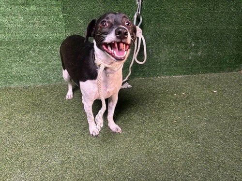 BOOJUM - Parson Russell Terrier available for adoption