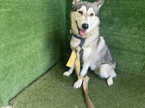 A5807158 - Siberian Husky available for adoption