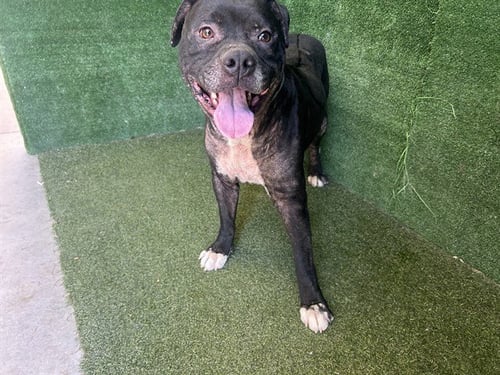 A5803719 - Pit Bull Terrier available for adoption